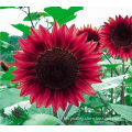 Famous Sunflower Seeds Brand High Quality For Cultivating